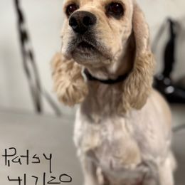 Patsy - Cocker Spaniel