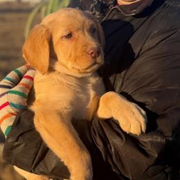 Tiffany - Yellow female Labrador Retriever puppy in Baldwin City, Kansas from Hedge Lane Labradors