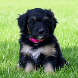 Chilli - Black phantom female Aussiedoodle puppy in Decatur, Illinois from Signature Doodles