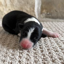 Puppy 1 - Black and white male Border Collie puppy in Readstown, Wisconsin from By Design Farm