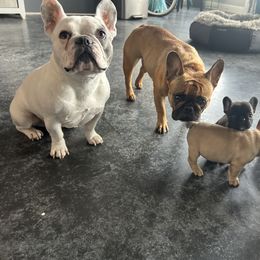 French Bulldog Puppies from Rockstar Kennel