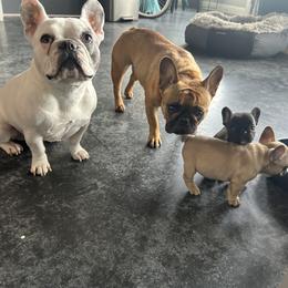 French Bulldog Puppies from Rockstar Kennel