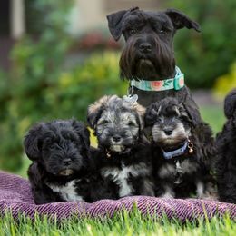 Miniature Schnauzer Puppies from Star Schnauzers
