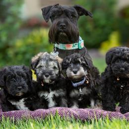 Miniature Schnauzer Puppies from Star Schnauzers