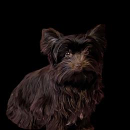Axle - Liver male Yorkshire Terrier puppy in Gaylesville, Alabama from Sweet Alabama Yorkies