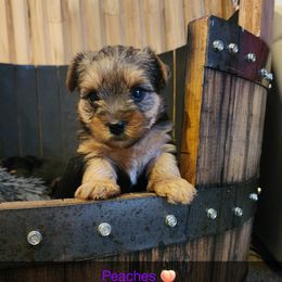 Peaches - Black and tan Yorkshire Terrier puppy in Junction City, Ohio from On The Edge Of A Dream Yorkies