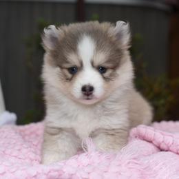 Rylee - Blue female Pomsky puppy in Coos Bay, Oregon from Ocean View Pomskies