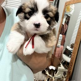 Miniature Australian Shepherd and Pembroke Welsh Corgi Puppies from Fluffy Butt Acres