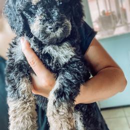 Goldendoodle Puppies from AZ Desert Doodles
