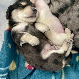 Dachshund Puppies from Island Farms Mimi’s Dachshunds Florida