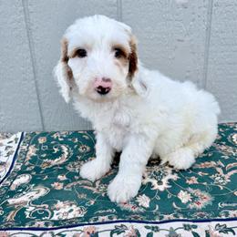 Puppy 1 - White male Irish Doodle puppy in Bloomfield, Iowa from Schooley Doodles