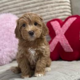 Sugar - Apricot female Goldendoodle puppy in Hazel Green, Alabama from Fitzy Doodles of Alabama