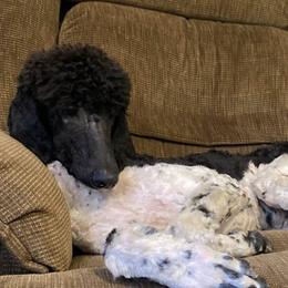 Lagertha - Poodle