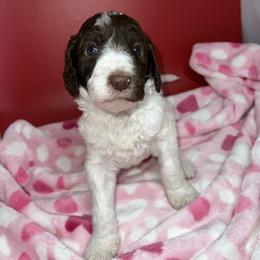 Indy - Parti female Labradoodle puppy in Ellenwood, Georgia from Four Paws Down