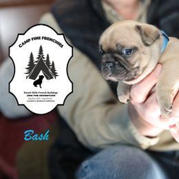 French Bulldog Puppies from Camp Fine Frenchies