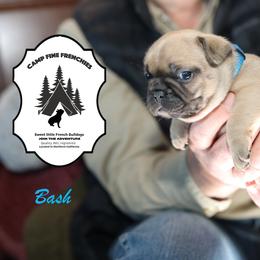 French Bulldog Puppies from Camp Fine Frenchies