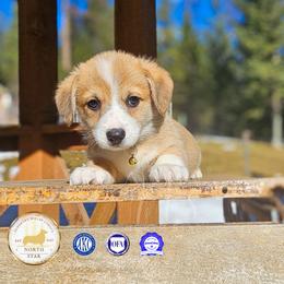 Ma Smalley - Red female Pembroke Welsh Corgi puppy in Fortine, Montana from North Star Pembroke Welsh Corgi's