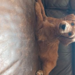 Goldendoodle and Poodle Puppies from Hatten Homestead Doodles