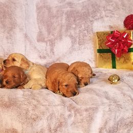 Goldendoodle Puppies from Puppy Love Doodles