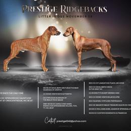 Rhodesian Ridgeback puppies from Prestige Ridgebacks