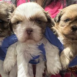 Shih Tzu puppies from With Love