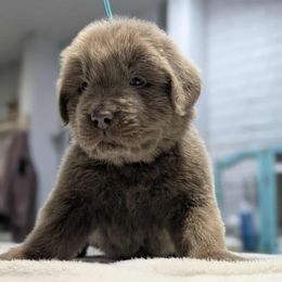 Teal Boy Ready for Christmas - Beige male Newfoundland puppy in Independence, Missouri from K & L Ranch