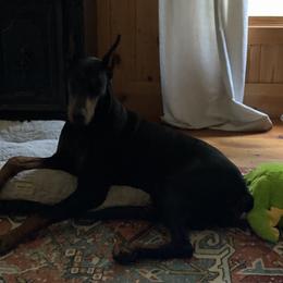 Doberman Pinscher Puppies from Marbendale’s Doberman