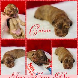 Chérie - Brindle female Dachshund puppy in Pensacola, Florida from Jen's Doxie Den
