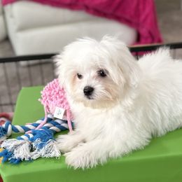 Vale - White female Maltese puppy in Colonial Beach, Virginia from Julie Tremblay