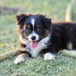 Colt - Black tri male Toy Australian Shepherd puppy in Wichita Falls, Texas from Shooting Stars Ranch Toy and Mini Aussies