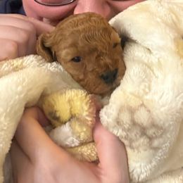 Peanut - Red male Cavapoo puppy in River Falls, Wisconsin from Dottie's Doodles