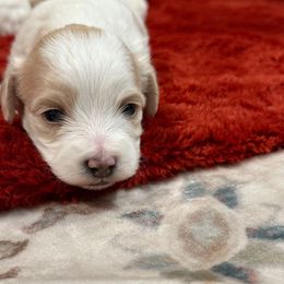 Rocky - Cream male Maltipoo puppy in Santaquin, Utah from Willow & Wag Farm