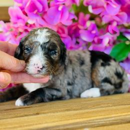 Ruth - Blue merle female Bernedoodle puppy in Bowling Green, Ohio from FDF Pyredoodles & Bernedoodles