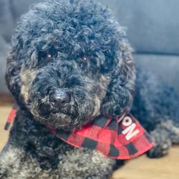 Nola - Goldendoodle