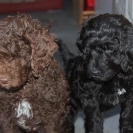 Goldendoodle Puppies from Pampered Paws Pet Massage / Jaynie's Pack of Doodles