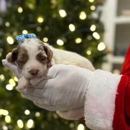 Honey Pot - Parti female Goldendoodle puppy in Camden, North Carolina from Oopsie Doodles of NC