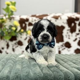 Blue - Black male Australian Labradoodle puppy in Calhoun, Louisiana from Arrowhead Australian Labradoodles