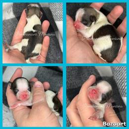 Zoey - Chocolate parti female Pomeranian puppy in Saint Ignatius, Montana from Pomeranians Montana