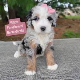Willow - Merle female Bernedoodle puppy in Port Orange, Florida from Royal doodles of Florida