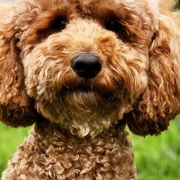 Goldendoodles from Golden Peak Doodles