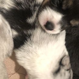 Cardigan Welsh Corgi and Dogo Argentino Puppies from Kirstin Booth