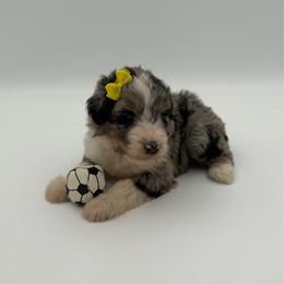 Autumn - Blue merle female Aussiedoodle puppy in Cartersville, Georgia from Simply Blessed Doodles