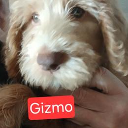 Gizmo - Caramel cream male Labradoodle puppy in Henderson, Nevada from Hills labradoodles