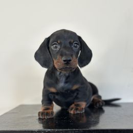 Woodford - Black and tan male Dachshund puppy in Crystal, Michigan from Mare-Bella Smoothcoat Edition