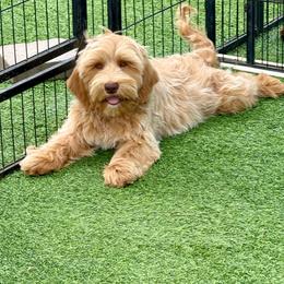 Beanie - Caramel male Australian Labradoodle puppy in Anderson, California from Shaggy Doodles