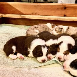 Australian Shepherd Puppies from Black Pond Australian Shepherds