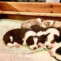 Australian Shepherd Puppies from Black Pond Australian Shepherds