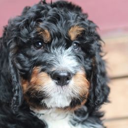 Bernedoodle Puppies from Richardville Hunde