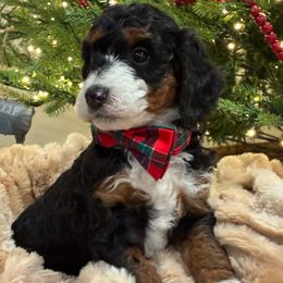 Charlie - Tri-color male Bernedoodle puppy in Fort Gibson, Oklahoma from Waggle Doodles