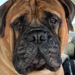 Bullmastiff All Grown Up from stephanie greenwald